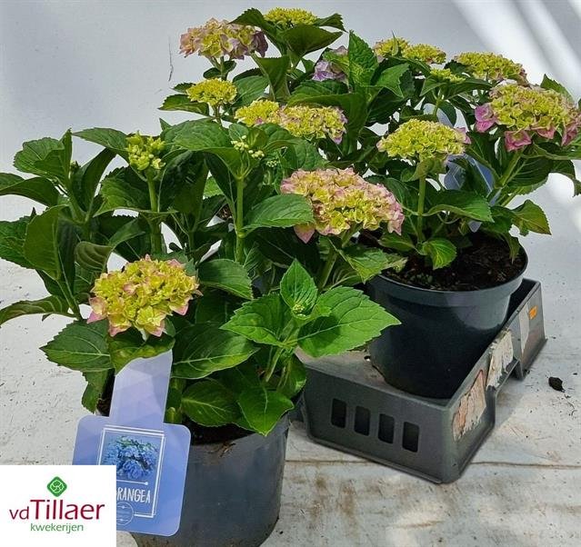 Dekoratyvinis krūmas, hortenzija "Bela Blouw", vazonėlio skersmuo 23 cm.