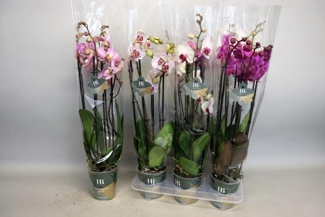 Kambarinis augalas, orchidėja (Phalaenopsis), vazonėlio skersmuo 12 cm.