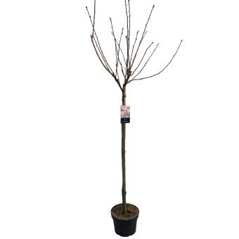 Dekoratyvinis medis, sakura "Kanzan", ant stiebo, aukštis 120 cm., vazonėlio skersmuo 27 cm.