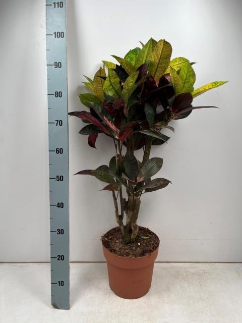 Kambarinis augalas, krotonas "Iceton", vazonėlio skersmuo 24 cm.