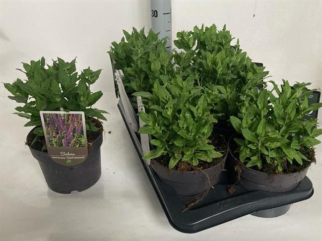 Daugiametė gėlė, šalavijas "Ostfriesl", vazonėlio skersmuo 17 cm.