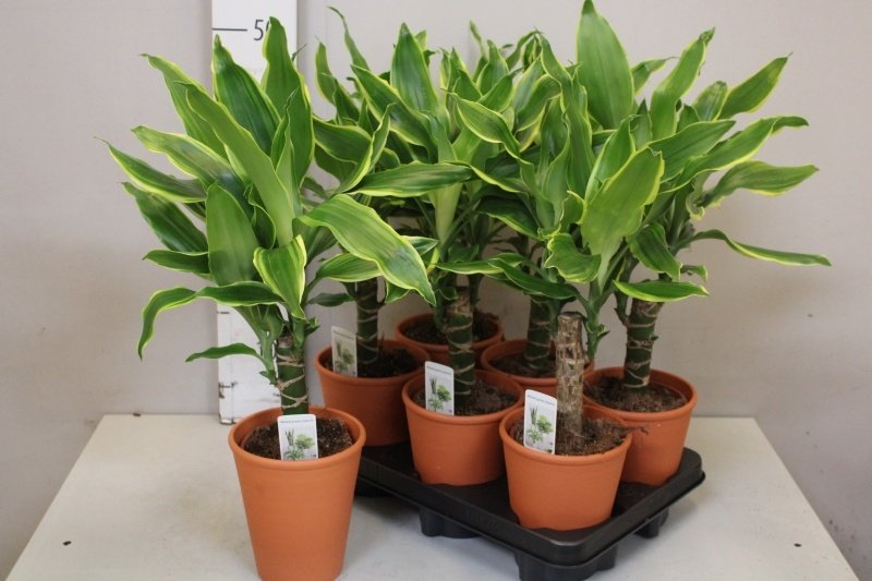 Kambarinis augalas, dracena "Gold Coast", vazonėlio skersmuo 12 cm.