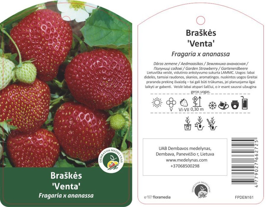 Braškės sodinukas "Venta", vazonėlis 3 l.