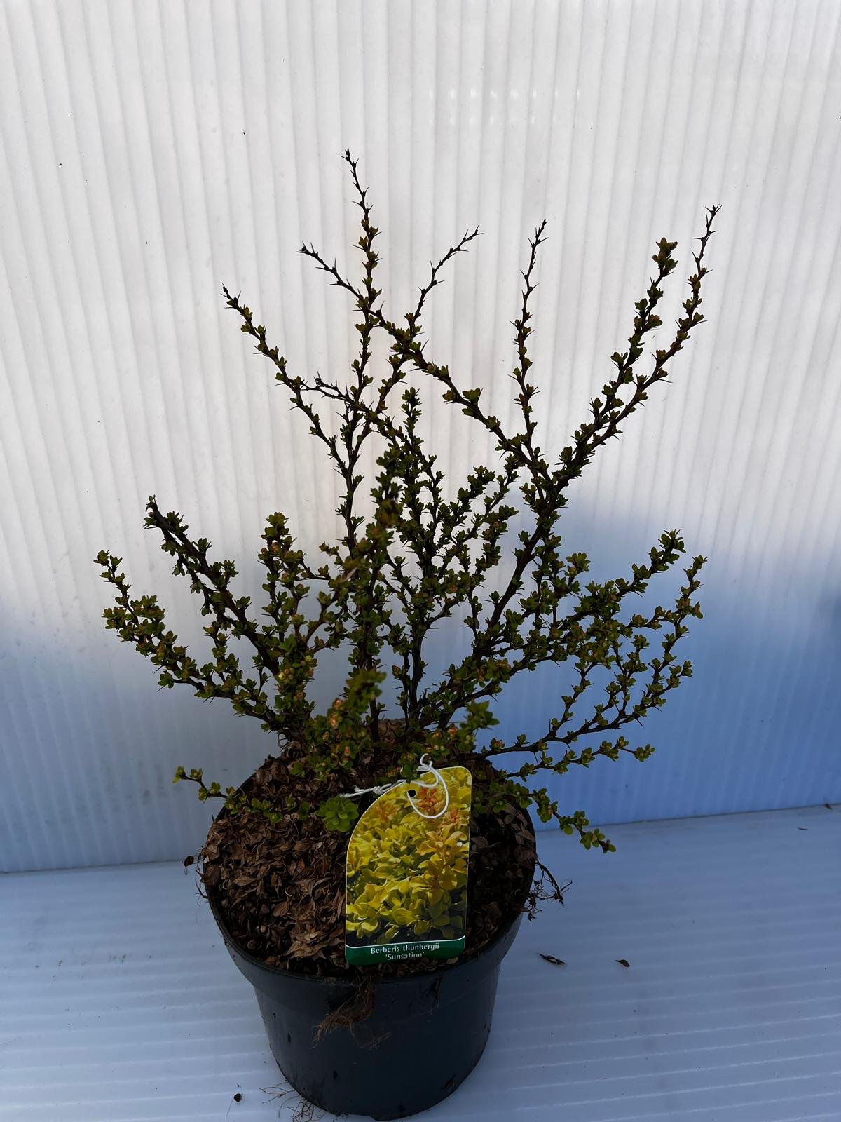 Dekoratyvinis krūmas, raugerškis tunbergo "Sensation", vazonas 2 l.