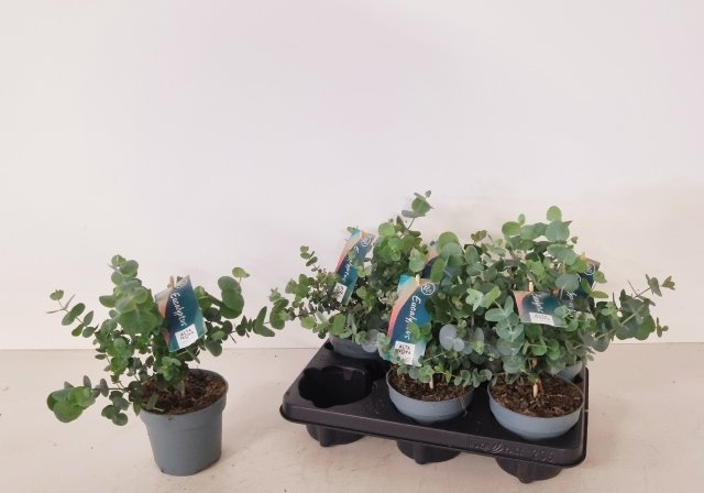 Dekoratyvinis krūmas, eukaliptas "Cinerea", vazonėlio skersmuo 12 cm.