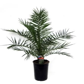 Kambarinis augalas, finikas, vazono skersmuo 19 cm.