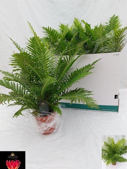 Kambarinis augalas, unksmenė, vazono skersmuo 17 cm.