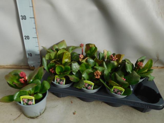 Daugiametė gėlė, bergenija, vazonėlio skersmuo 13 cm.