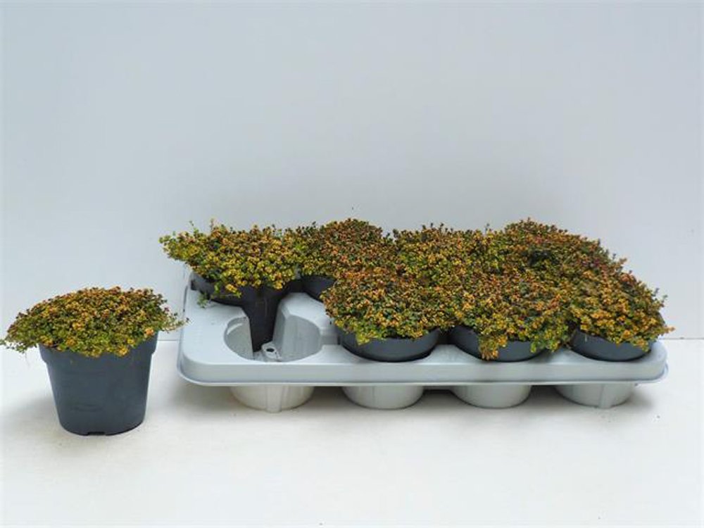 Prieskoninis augalas, čiobrelis "Doone Valley", vazonėlio skersmuo 13 cm.