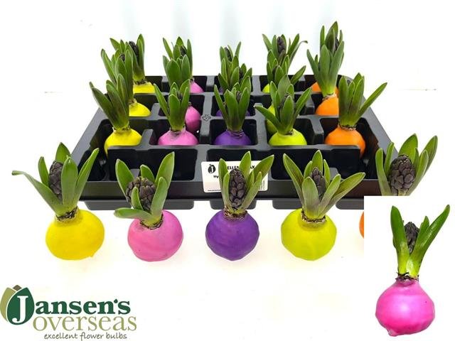 Kambarinis augalas, hiacintas vaške, įvairios spalvos, skersmuo 6 cm.