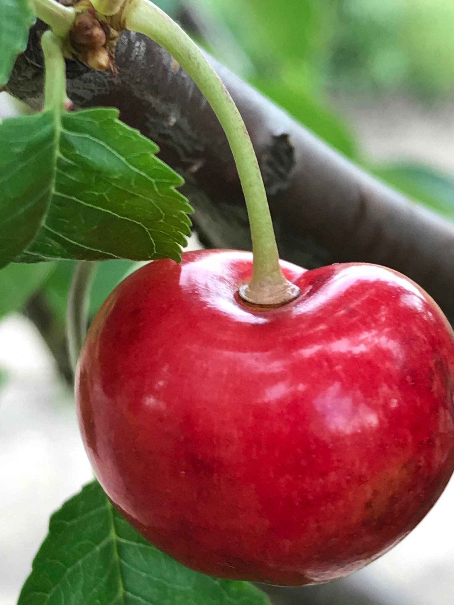 Vaismedis, trešnė "Vega"