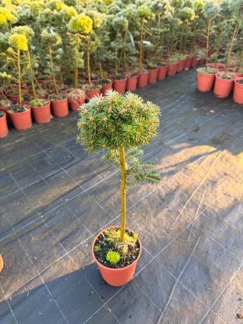 Spygliuotis, kėnis korėjinis "Kristallkugel", ant stiebo, vazonėlio skersmuo 19 cm.