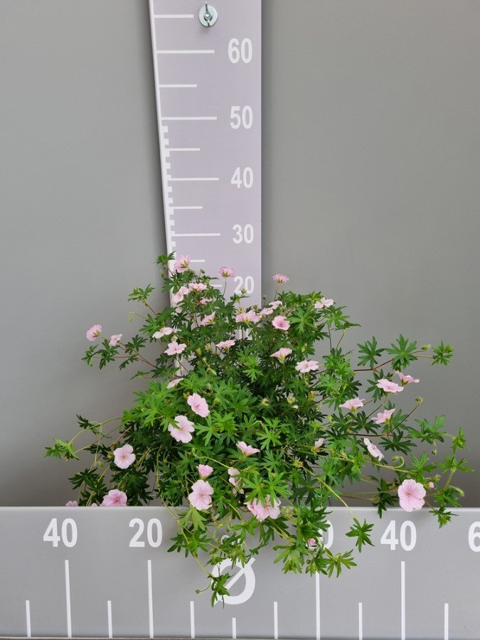 Daugiametė gėlė, snaputis "Striatum", vazonas 2 l.