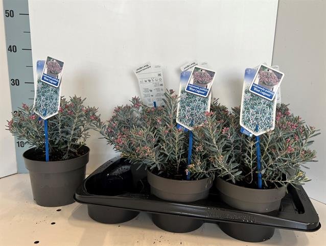 Dekoratyvinis krūmas, siauralapė balžuva, vazonėlio skersmuo 17 cm.