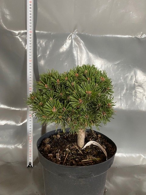 Spygliuotis, pušis kabelinė "SS5", vazonėlio skersmuo 23 cm.