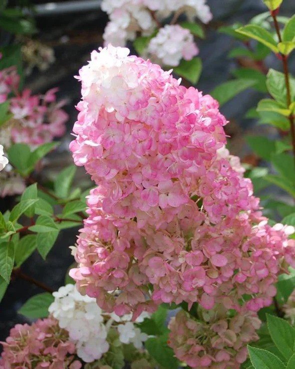 Dekoratyvinis krūmas, hortenzija šluotelinė "Sundae Fraise", vazonėlio skersmuo 50 cm.