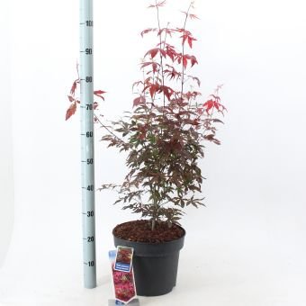 Dekoratyvinis medis, plaštakinis klevas "Atropurpureum", vazonėlio skersmuo 26 cm.