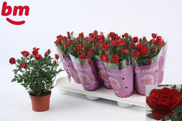 Kambarinis augalas, roželė "Hot Jewel", vazonėlio skersmuo 11 cm.