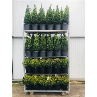 Dekoratyvinis krūmas, buksmedis, piramidės formos, vazono skersmuo 23 cm.