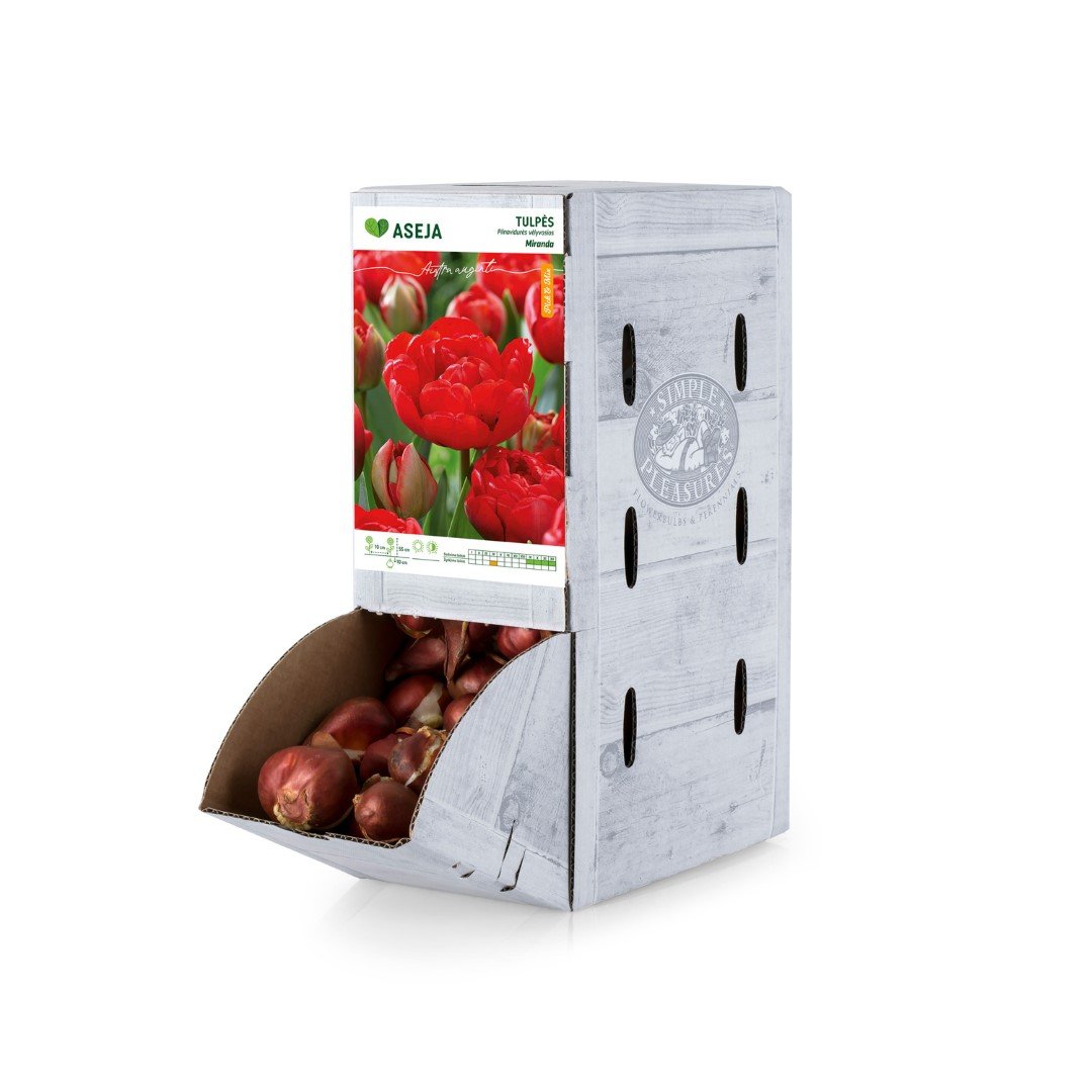 Pilnavidurės vėlyvosios tulpės Miranda svogūnėlis ASEJA, 1 vnt., 11/12, Rackbox , 64042911, (R)