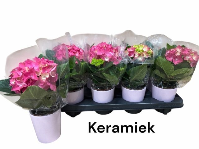 Dekoratyvinis krūmas, hortenzija didžialapė, keraminiame vazonėlyje, vazonėlio skersmuo 9 cm.