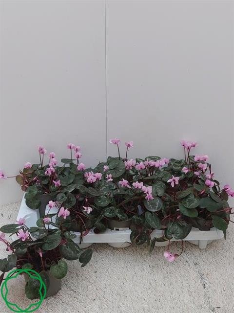 Kambarinis augalas, ciklamenas "Coum", vazonėlio skersmuo 11 cm.