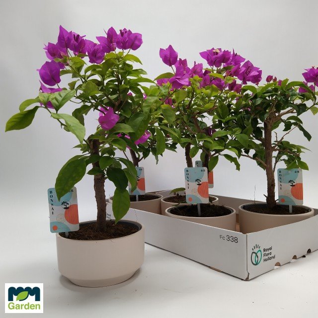 Kambarinis augalas, bugenvilija (bonsai), vazonėlio skersmuo 18 cm.