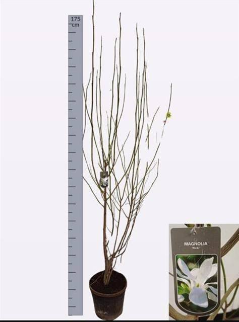 Dekoratyvinis medis, magnolija "Kobus", vazonėlio skersmuo 32 cm.