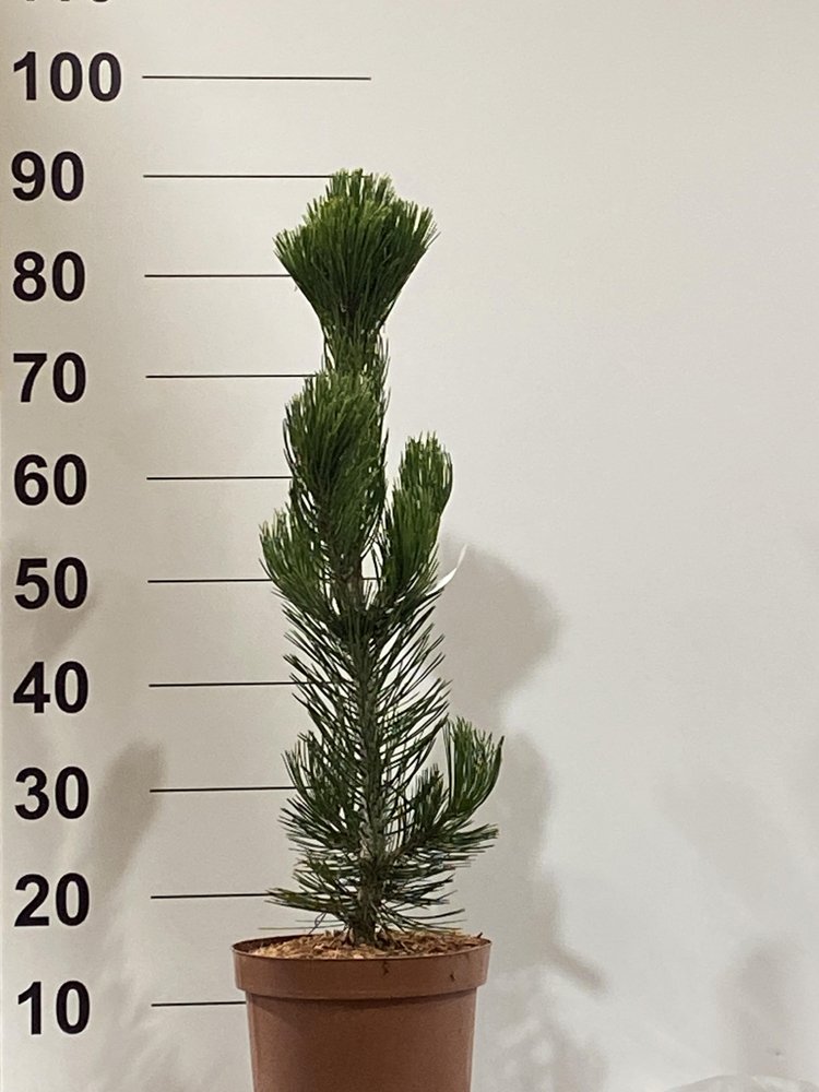 Spygliuotis, pušis "Compact Gem", vazonėlio skersmuo 23 cm.