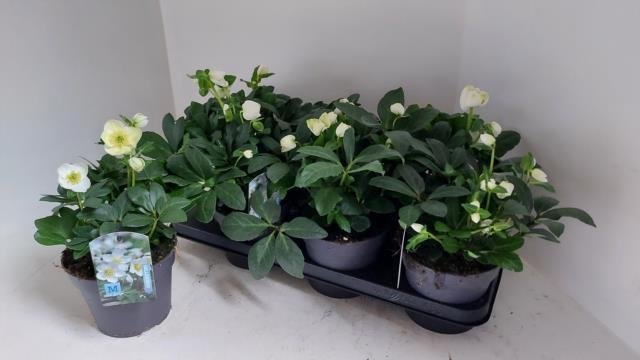 Daugiametė gėlė, eleboras "Niger", vazonėlio skersmuo 15 cm.