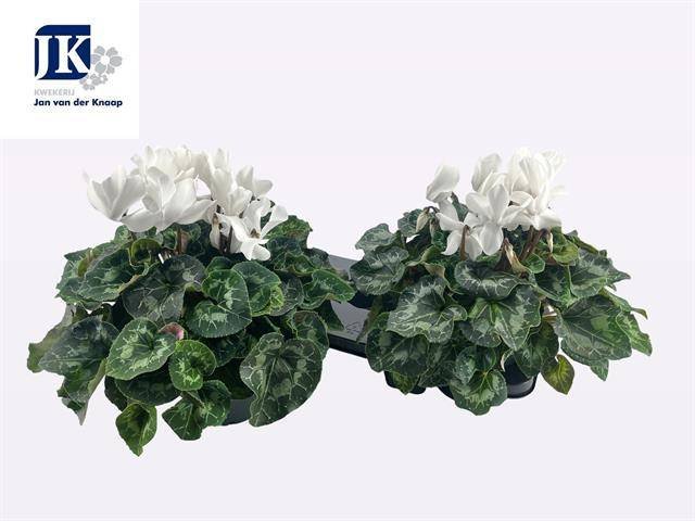 Kambarinis augalas, ciklamenas "Mammoth", vazonėlio skersmuo 17 cm.