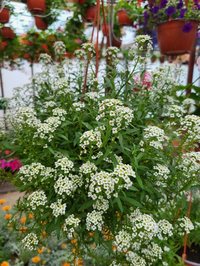 Vienmetė gėlė, lobuliarija (svyranti), vazonėlio skersmuo 15 cm.