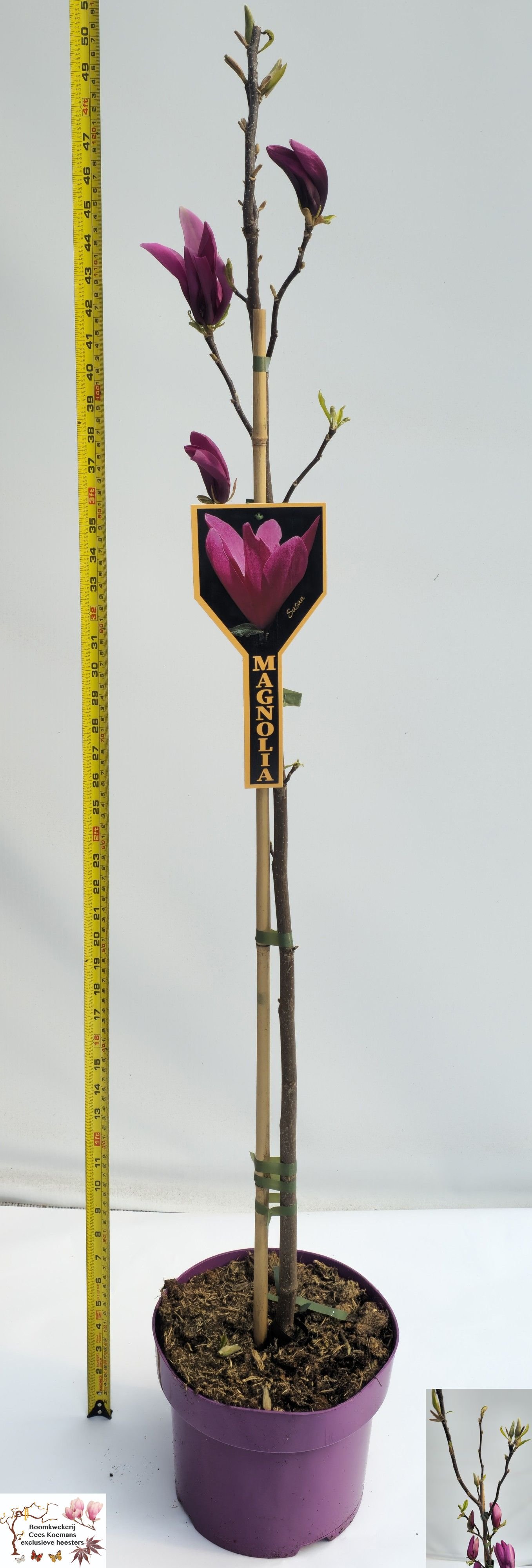 Dekoratyvinis medis, magnolija, ant stiebo, vazonėlio skersmuo 23 cm.