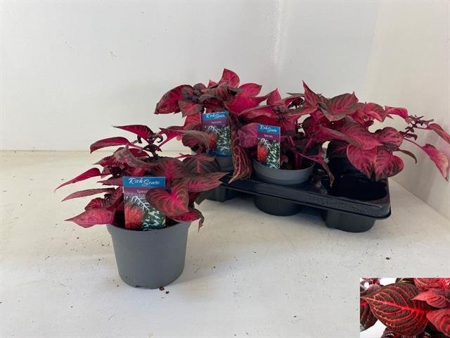 Kambarinis augalas, irezinė "Redstar", vazonėlio skersmuo 13 cm.