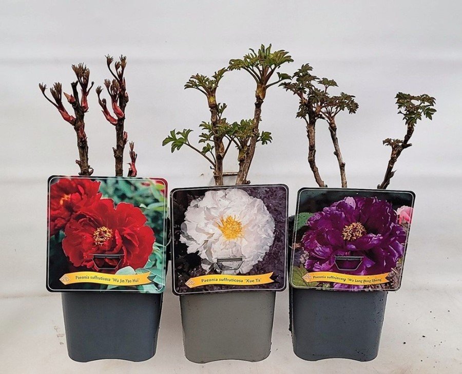 Daugiametė gėlė, bijūnas krūminis, vazonas 2 l.