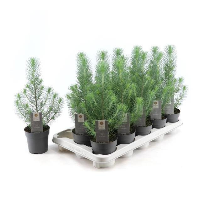 Spygliuotis, pušis italinė "Silver Crest", vazonėlio skersmuo 11 cm.