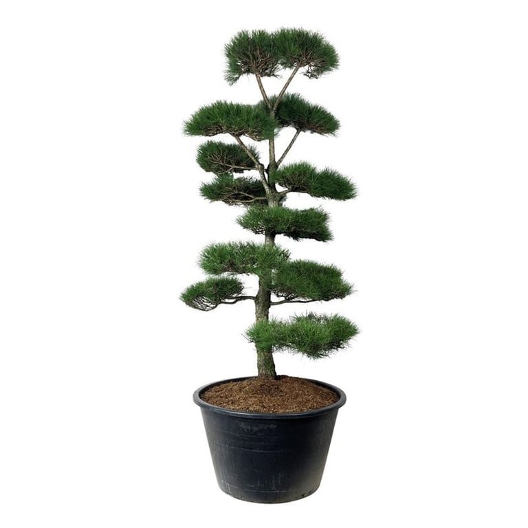 Spygliuotis, pušis juodoji (bonsai), aukštis 250-300 cm., vazonas 500 l.