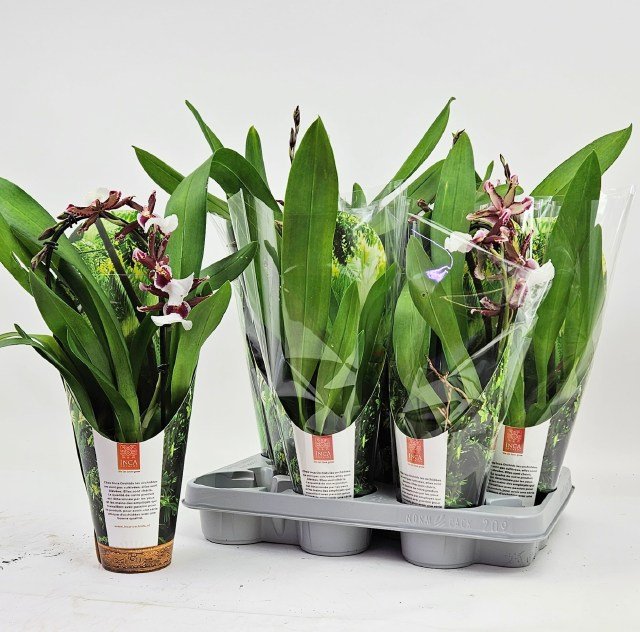 Kambarinis augalas, miltonija "Renaissance", vazono skersmuo 9 cm.