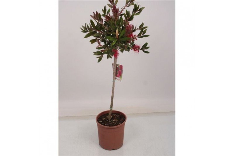 Lauko augalas, kalistemonas citrininis, ant stiebo, vazonėlio skersmuo 19 cm.