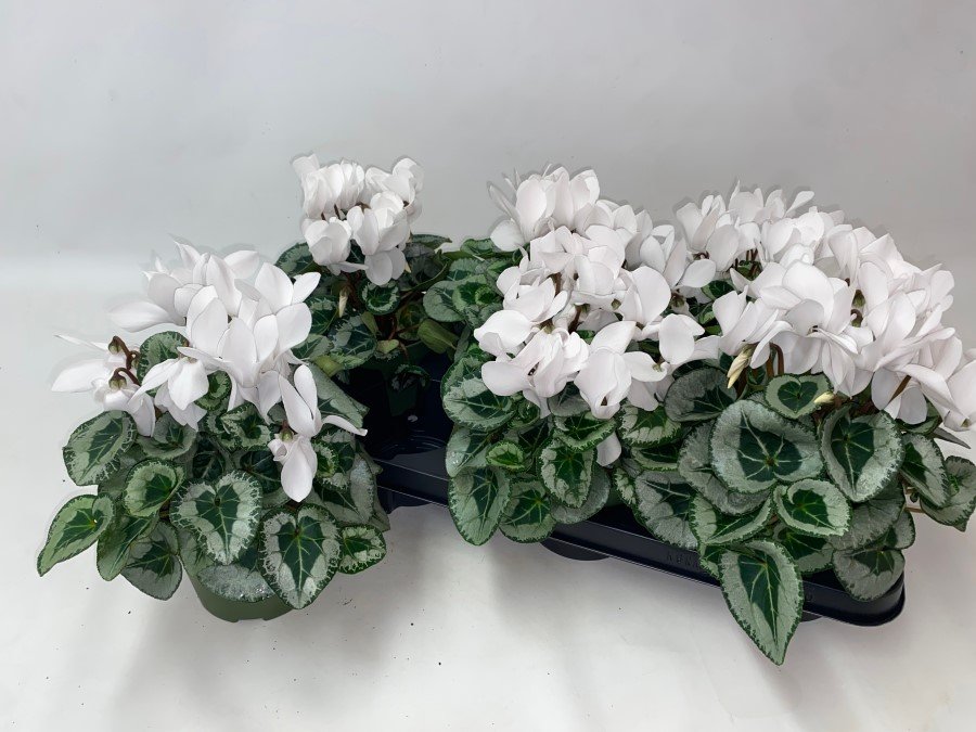 Kambarinis augalas, ciklamenas "Matalis", vazonėlio skesmuo 13 cm.