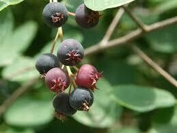 Dekoratyvinis medis, medlieva, vazonas 5 l.