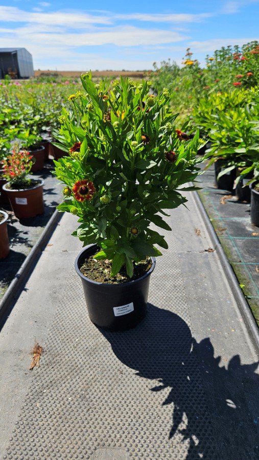 Daugiametė gėlė, saulainė, vazonėlio skersmuo 15 cm.