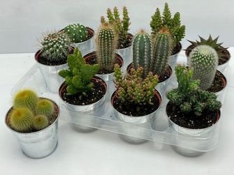 Kambarinis augalas, kaktusas kibirėlyje, vazonėlio skersmuo 9 cm.