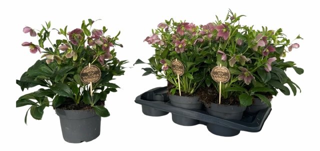 Daugiametė gėlė, eleboras (Helleborus) "Victoria", vazonėlio skersmuo 17 cm.