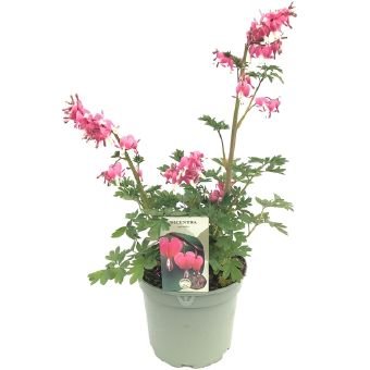 Daugiametė gėlė, auskarėliai "Pink", vazono skersmuo 17 cm.