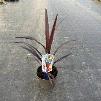Žolinis augalas, kordilina "Superstar", vazonėlio skersmuo 19 cm.