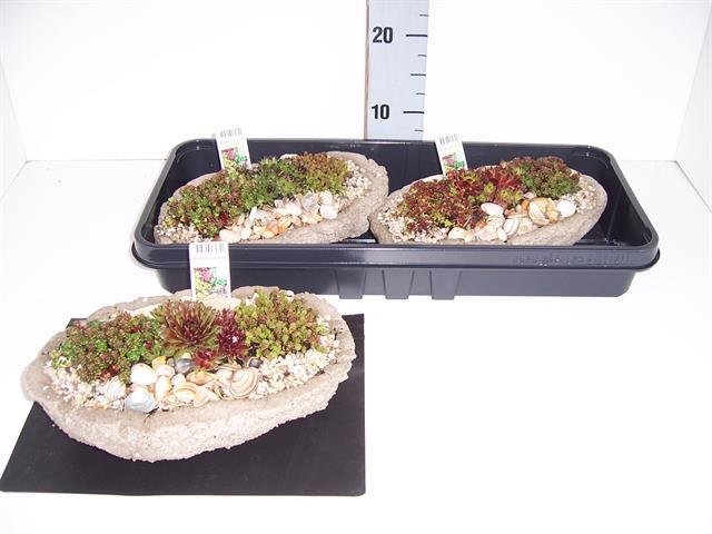 Alpinariumo augalas, kompozicija, akmeniniame vazone, vazono skersmuo 20 cm.