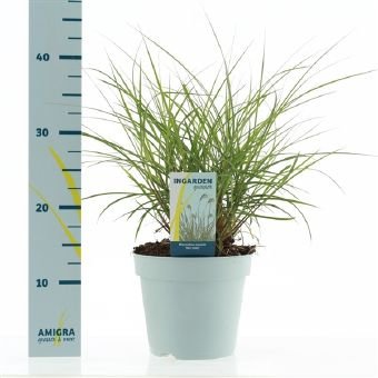 Žolinis augalas, mikantas "Red Chief", vazono skersmuo 17 cm.