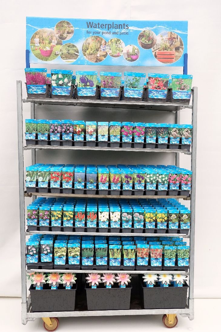 Vandens augalas, įvairūs, vazonėlio skersmuo 30 cm.