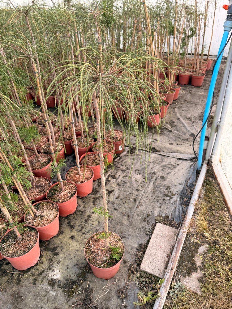 Spygliuotis, tuja didžioji "Whipcord", ant stiebo, vazonėlio skersmuo 23 cm.